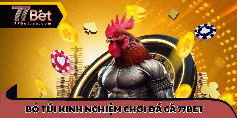 Đá Gà 77BET 3 Bỏ túi kinh nghiệm chơi đá gà 77BET