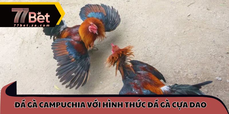 Đá Gà campuchia - Cuộc Chiến Hấp Dẫn Trên Trường Quốc Tế Tại 77BET 3 Đá gà campuchia với hình thức đá gà cựa dao