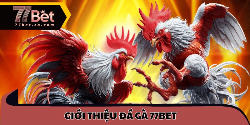 Đá Gà 77BET 1 Giới thiệu đá gà 77BET