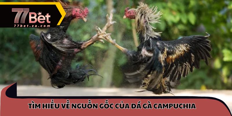 Đá Gà campuchia - Cuộc Chiến Hấp Dẫn Trên Trường Quốc Tế Tại 77BET 2 Tìm hiểu về nguồn gốc của đá gà campuchia