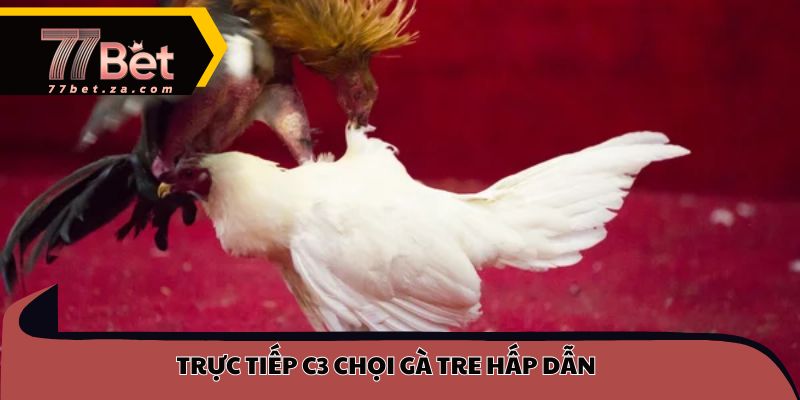 Trực tiếp C3 chọi gà tre hấp dẫn
